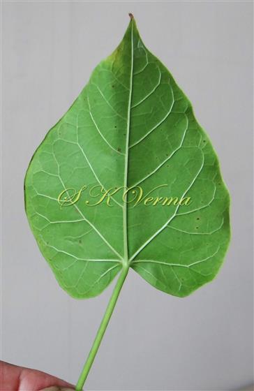   Leaf (Abaxial view)